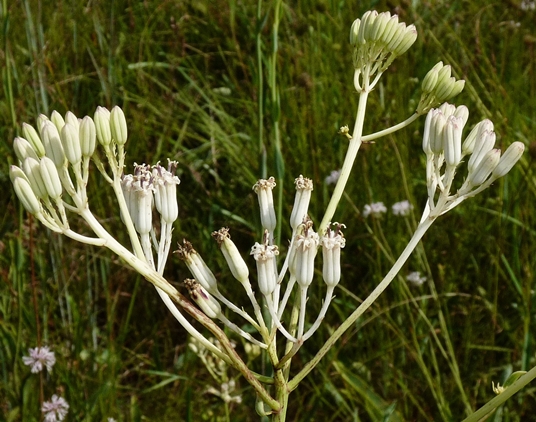 {Arnoglossum ovatum}